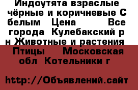 Индоутята взраслые чёрные и коричневые С белым › Цена ­ 450 - Все города, Кулебакский р-н Животные и растения » Птицы   . Московская обл.,Котельники г.